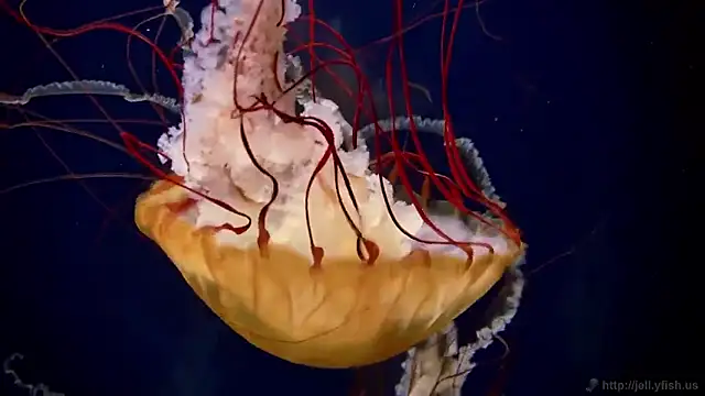 streamy test11 online show from 14, 1, 2026