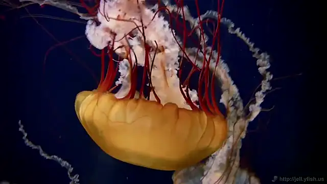 streamy test11 online show from 5, 2, 2026