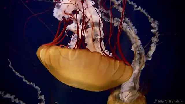 streamy test11 online show from 18, 3, 2026