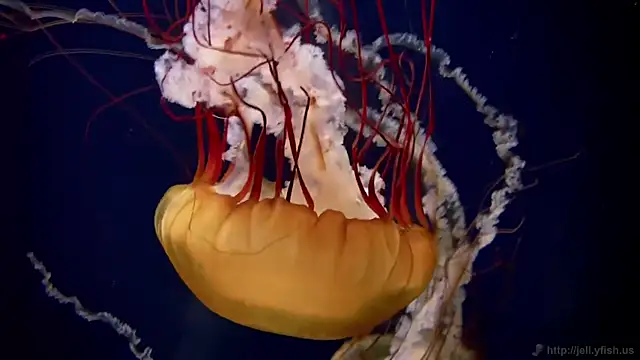 streamy test11 online show from 27, 3, 2026