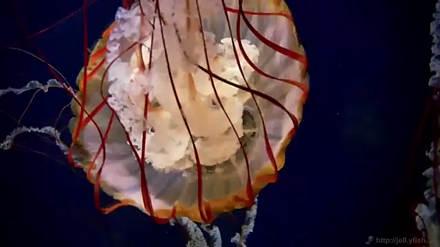 streamy test11 online show from 21, 10, 2025