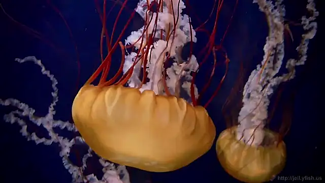 streamy test11 online show from 17, 10, 2025