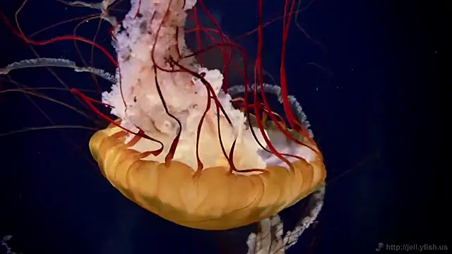 streamy test11 online show from 28, 11, 2025