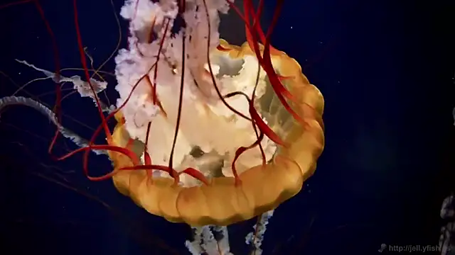 streamy test11 online show from 22, 10, 2025