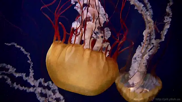 streamy test12 online show from 24, 4, 2026