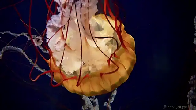 streamy test12 online show from 22, 9, 2025