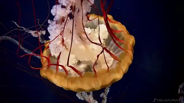 streamy test12 online show from 3, 4, 2026