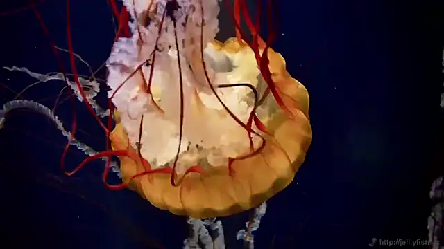 streamy test12 online show from 20, 2, 2025