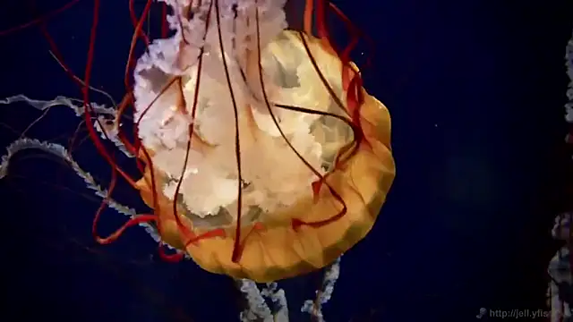 streamy test12 online show from 16, 9, 2025