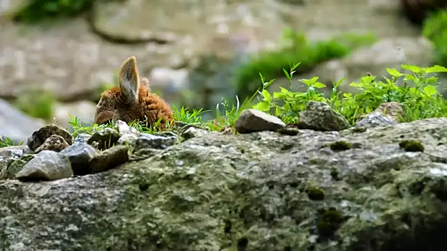 streamy test12 online show from 24, 9, 2025