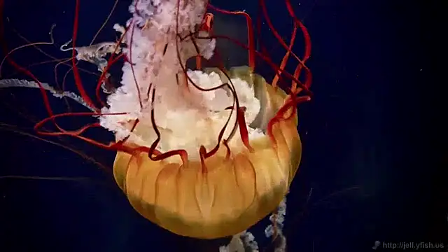 streamy test12 online show from 31, 12, 2024