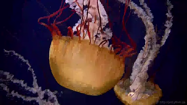 streamy test12 online show from 22, 1, 2025