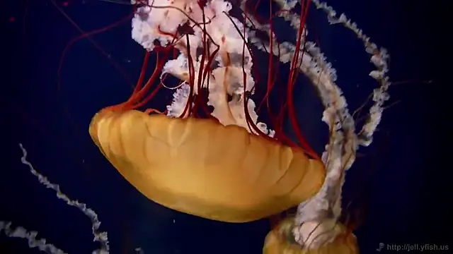 streamy test12 online show from 25, 2, 2025