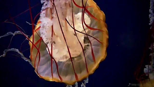 streamy test12 online show from 19, 9, 2025