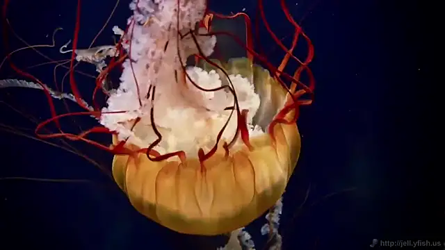 streamy test12 online show from 26, 3, 2026