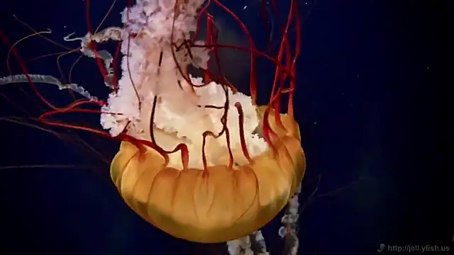 streamy test12 online show from 4, 2, 2025