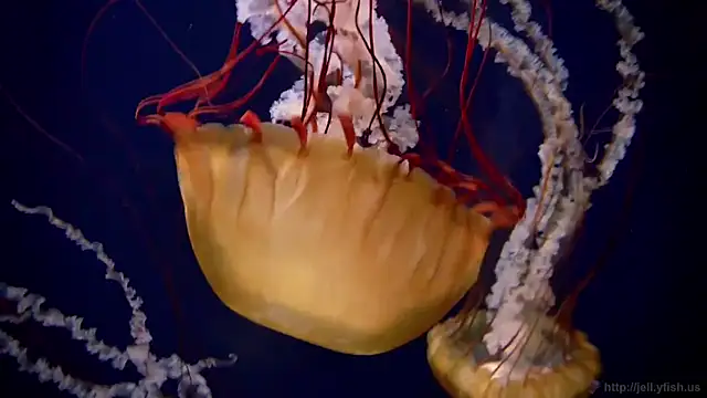 streamy test12 online show from 11, 3, 2026