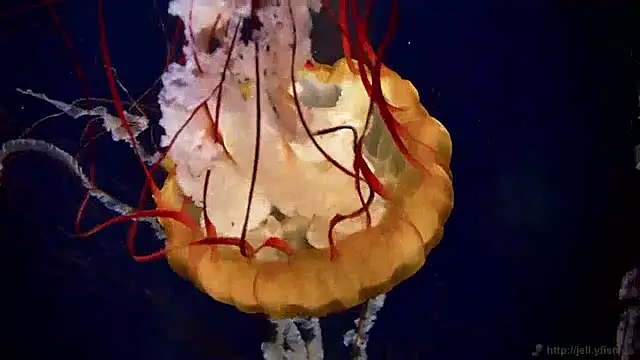 streamy test12 online show from 24, 12, 2024