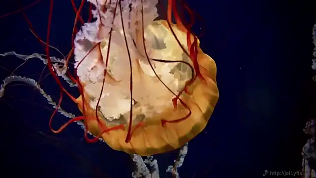 streamy test12 online show from 27, 11, 2025