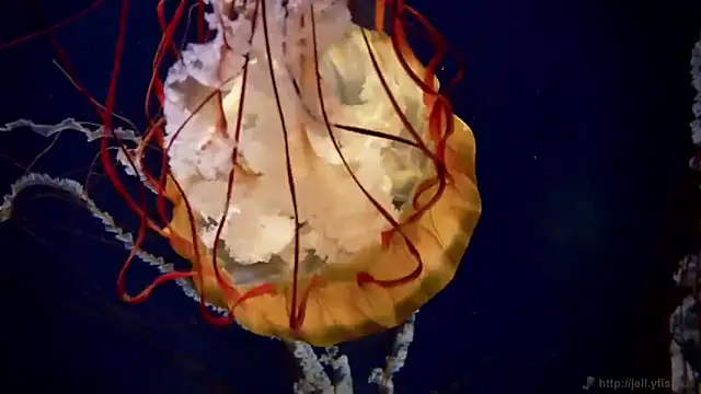 streamy test12 online show from 22, 10, 2025