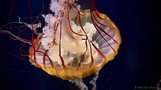 streamy test12 online show from 4, 12, 2025