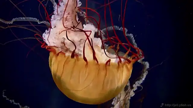 streamy test15 online show from 26, 3, 2026