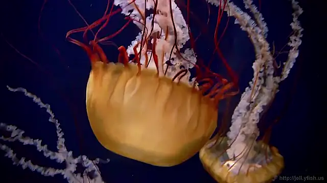 streamy test15 online show from 10, 2, 2026