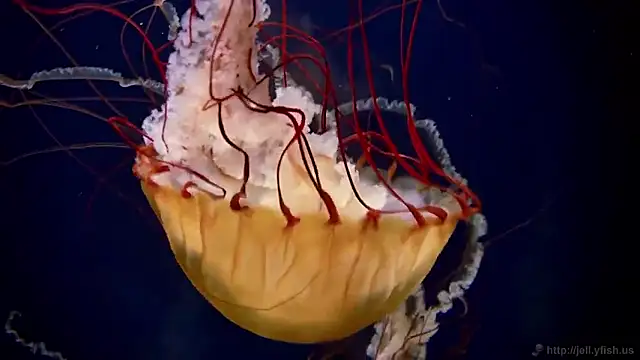 streamy test15 online show from 15, 1, 2026