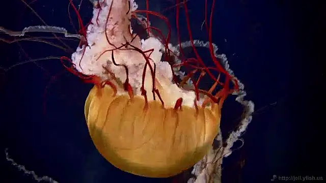 streamy test15 online show from 2, 4, 2026