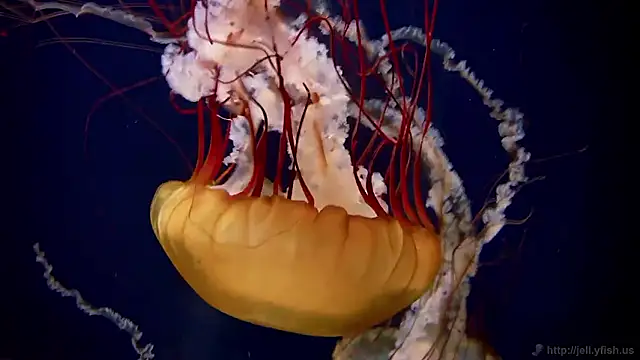 streamy test15 online show from 2, 3, 2026