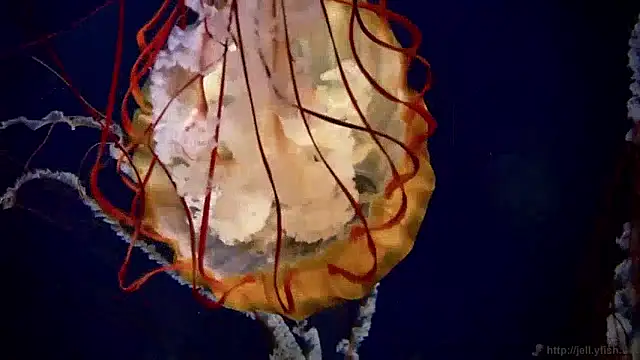 streamy test15 online show from 7, 4, 2026