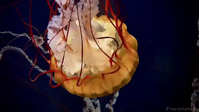 streamy test15 online show from 11, 3, 2026