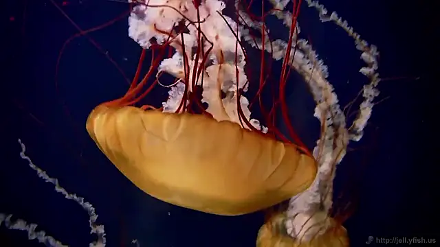 streamy test15 online show from 14, 1, 2026