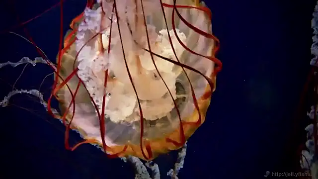 streamy test15 online show from 16, 12, 2025