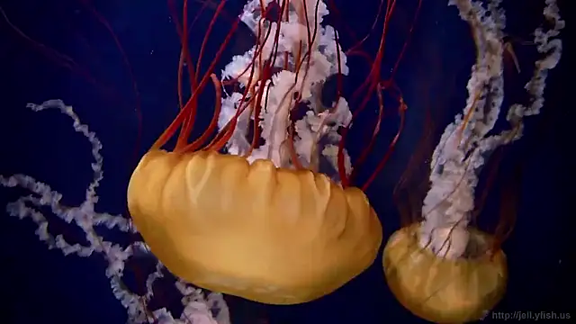 streamy test15 online show from 16, 1, 2026