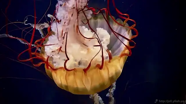 streamy test15 online show from 23, 3, 2026