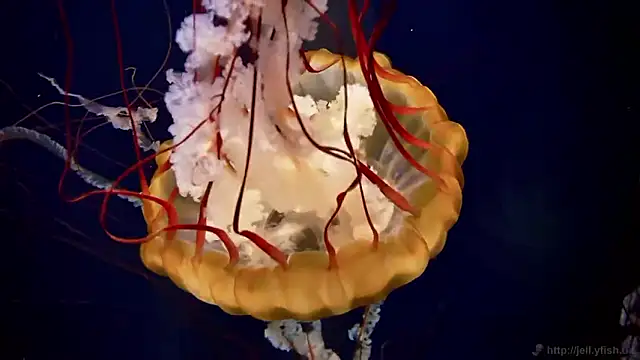 streamy test15 online show from 31, 3, 2026