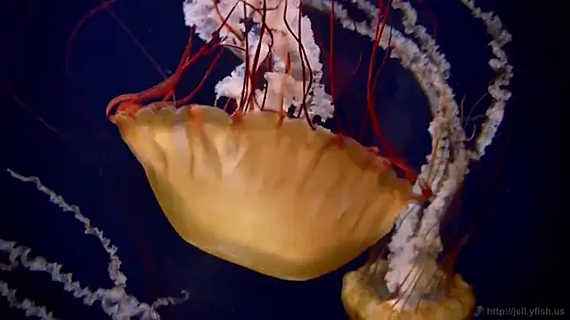 streamy test15 online show from 12, 2, 2026