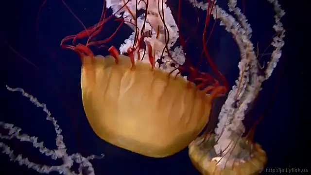 streamy test15 online show from 24, 3, 2026