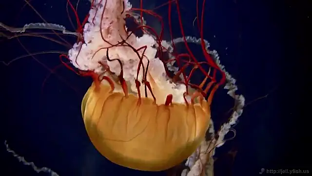 streamy test15 online show from 16, 2, 2026