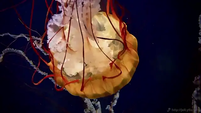 streamy test15 online show from 15, 12, 2025