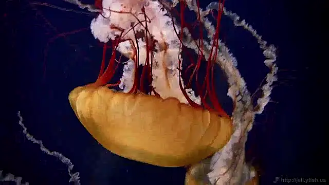 streamy test15 online show from 23, 4, 2026