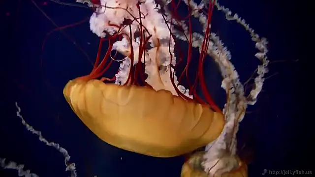 streamy test15 online show from 19, 12, 2025