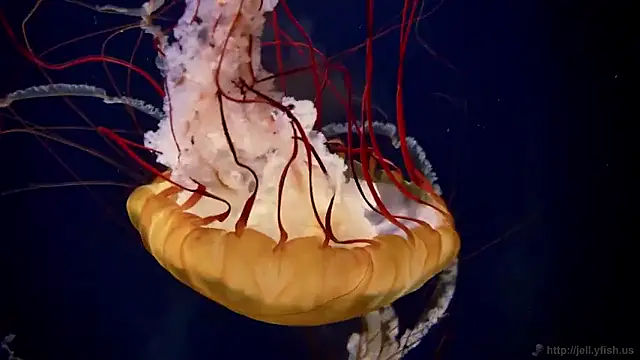 streamy test15 online show from 5, 2, 2026