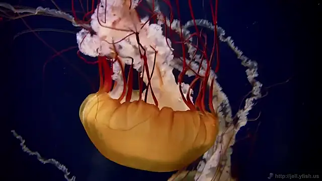 streamy test15 online show from 18, 12, 2025