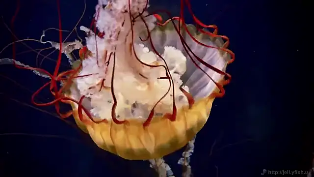 streamy test15 online show from 17, 12, 2025