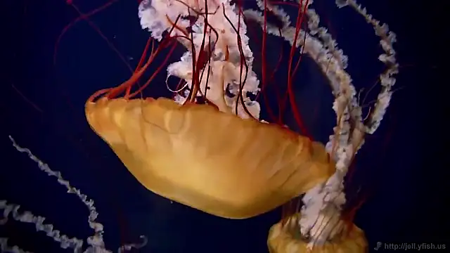 streamy test15 online show from 18, 3, 2026