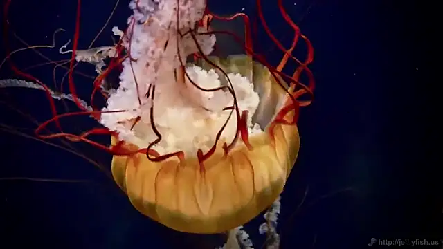 streamy test15 online show from 16, 3, 2026