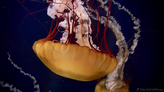 streamy test15 online show from 25, 2, 2026