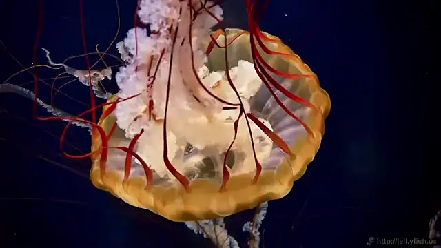 streamy test15 online show from 27, 2, 2026